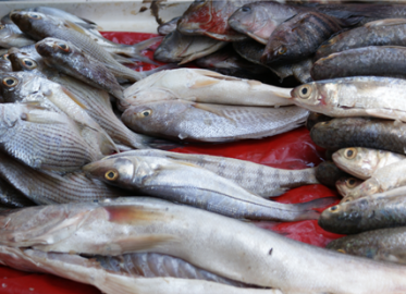 Crédito-Pesca-Artesanal1-373x270